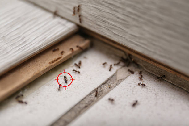 Best Best Pest Control Companies  in Bayou La Batre, AL