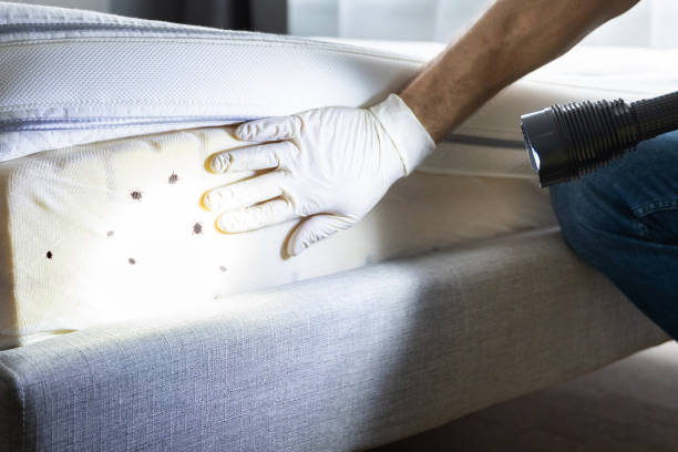 Flea Control Services in Bayou La Batre, AL