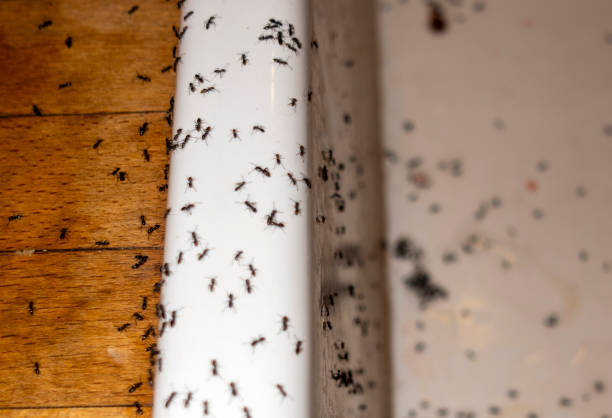 Best Best Pest Control Companies  in Bayou La Batre, AL