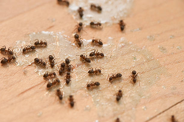 Best Ant Control Services  in Bayou La Batre, AL